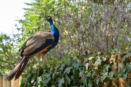 nice and colorful peacock on a green plantの写真素材