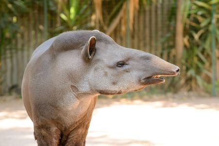 the strange tapir animal with him strange noseの写真素材
