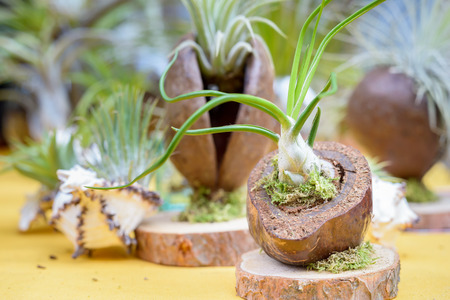 Nice composition of Tillandsia, species of evergreen, perennial flowering plants in the family Bromeliaceae, native to the forests, mountains and deserts of Central and South America, the southern United States and the West Indies.の写真素材
