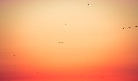 many seagulls flying during the sunset over the seaの写真素材
