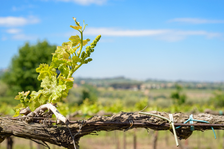 Young grape bud in a italian vineyardの写真素材