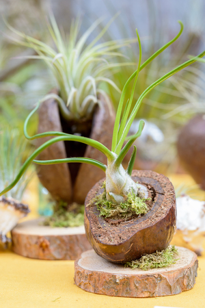 Nice composition of Tillandsia, species of evergreen, perennial flowering plants in the family Bromeliaceae, native to the forests, mountains and deserts of Central and South America, the southern United States and the West Indies.の写真素材