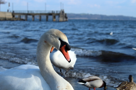 swansの写真素材