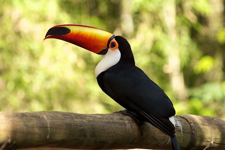 Orange-billed Toucan, Iguazu Falls