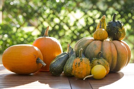 Pumpkins on a tableの写真素材
