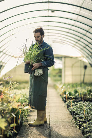 Gardener working in a green houseの写真素材