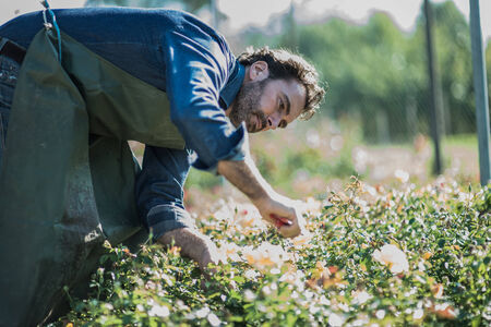 Gardener pruning at nurseryの写真素材