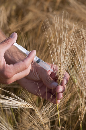 Injecting wheatの写真素材
