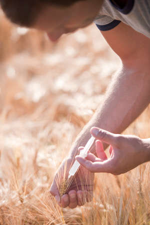 Injecting wheatの写真素材