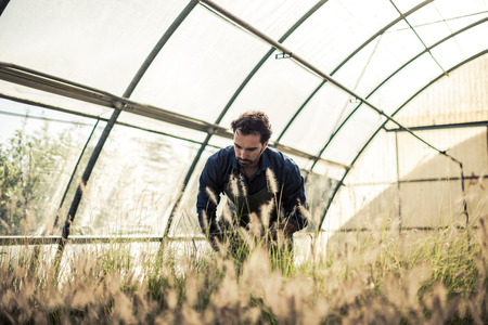 Gardener working in a greenhouseの写真素材