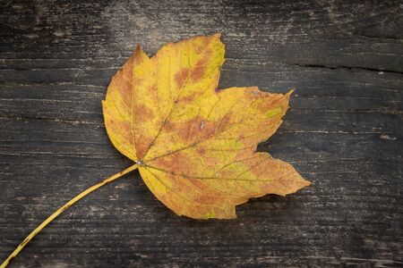 yellow and brown LEAF ON WOODの写真素材