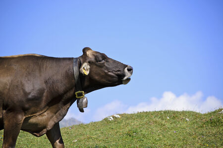 Brown Cow Moo Profileの写真素材