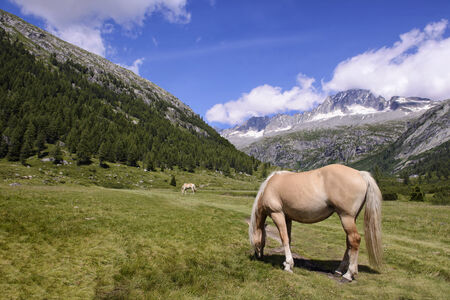 Horses Grazing Landscape mountains in Italy Trentino Dolomitesの写真素材