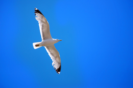 Seagull isolated flying sky under viewの写真素材