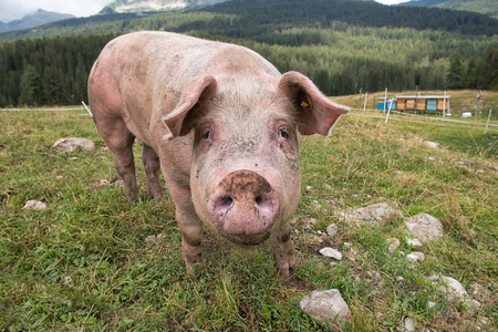 Pig in the penの写真素材