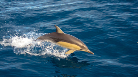 Dolphin jumping out of the water, having fun in the sunの写真素材