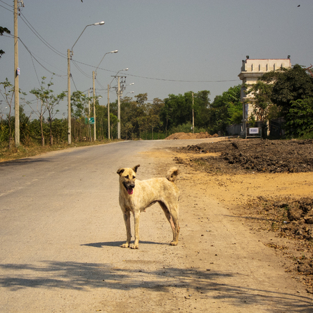 white dog on the streetの写真素材