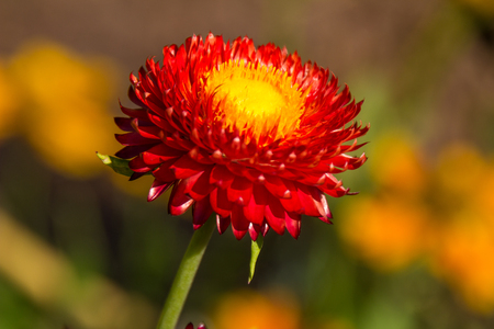 Autumn, Red yellow flower in the sun, very natural and colorfulの写真素材