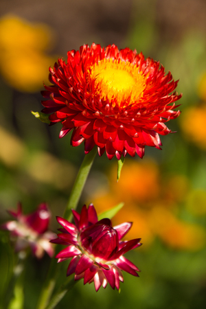 Red yellow flower in the sun, very natural and colorfulの写真素材