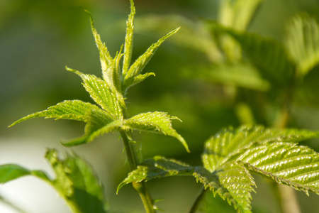 green leaves in the sunの写真素材