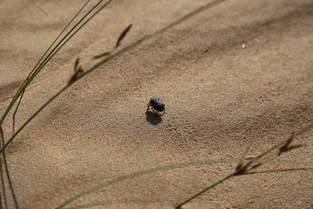 A black beetle walking on the dunes in the wahiba desert