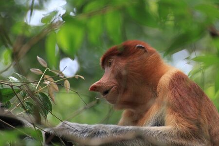 The proboscis monkey (Nasalis larvatus) or long-nosed monkey