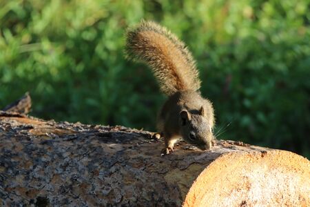 Squirrel at the Yellowstone National Parkの写真素材