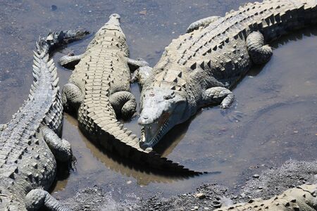 Crocodiles in the Tarcoles River, Costa Rica