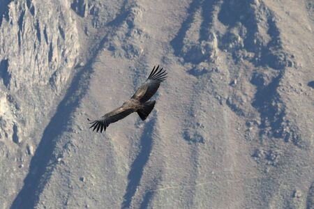 The Flight of the Condor View from Canyon De Colcaの写真素材
