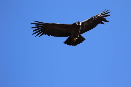 The Flight of the Condor View from Canyon De Colcaの写真素材