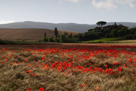 View of the Tuscan countrysideの写真素材