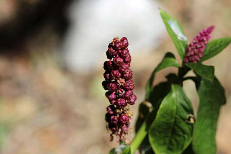 Flower in the Huascaran national park in Peruの写真素材