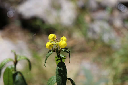 Flower in the Huascaran national park in Peru