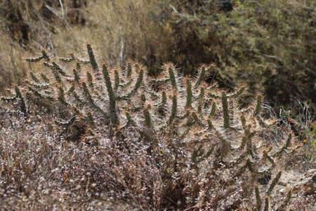Cactus plants in the Canyon De Colca in Peru