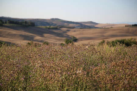 Beautiful Tuscany Landscape, Val DOrcia
