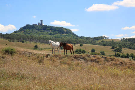 Horses grazing on the hills around the small town of Radicofani in Tuscany