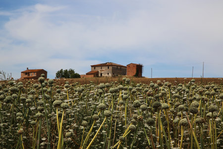 Field of onion flowers in the Umbrian countryside, Italyの写真素材