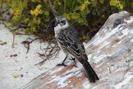 The Mockingbird of the Galapagos Islands