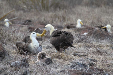 Pair of Waved Albatross in their nest in the Galapagos Islands
