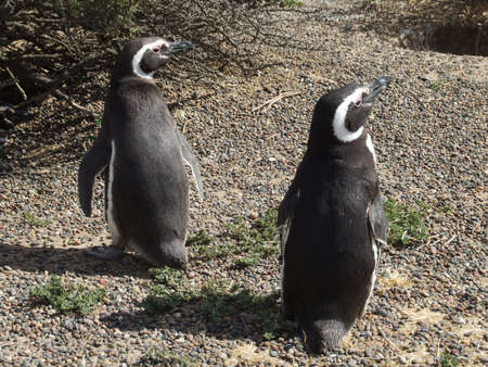 Penguins of the Valdes Peninsula, Argentinaの写真素材