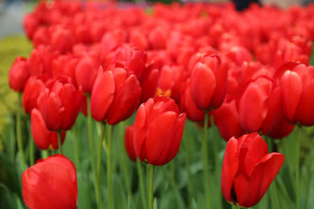 The tulips of the Keukenhof park Holland
