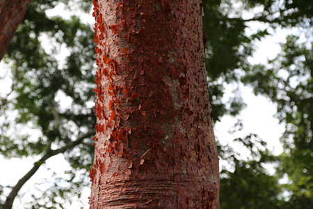 The red bark of a tree in the forest of Palenque, Mexicoの写真素材