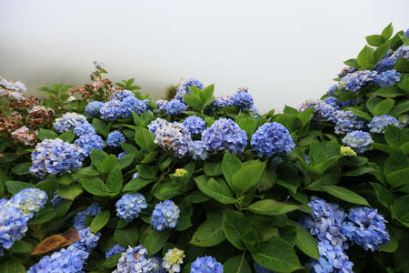 The beautiful hydrangeas of Sao Miguel, Azoresの写真素材