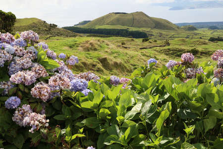 Volcanic landscape of the island of Pico, Azoresの写真素材