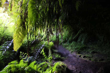 The tunnel of Lava Furna De Frei Matias, Pico island, Azoresの写真素材