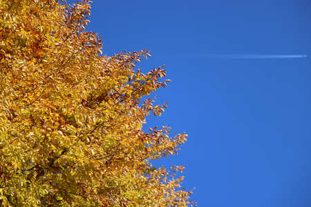 Autumn colors on the Asiago plateau, Veneto, Italyの写真素材