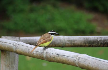 Great Kiskadee bird in Colombiaの写真素材