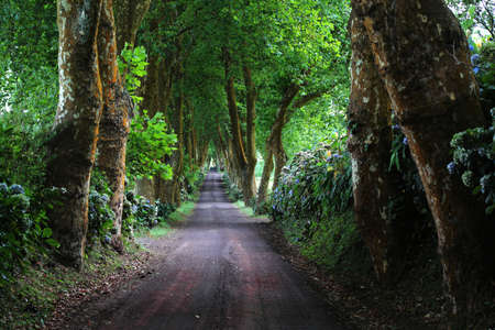 Romantic tree lined avenue, Sao Miguel island, Azoresの写真素材