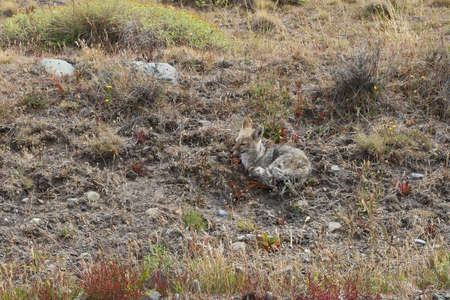 Patagonian Gray Fox in the Park of Torres del Paine, Chile