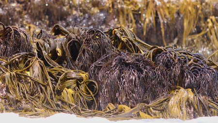 Seaweeds Giant Kelp, Punihuil, Chiloe Island, Chileの写真素材